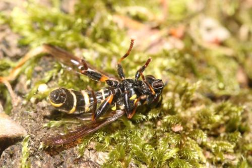 Réf. 359 089 : Sphiximorpha subsessilis